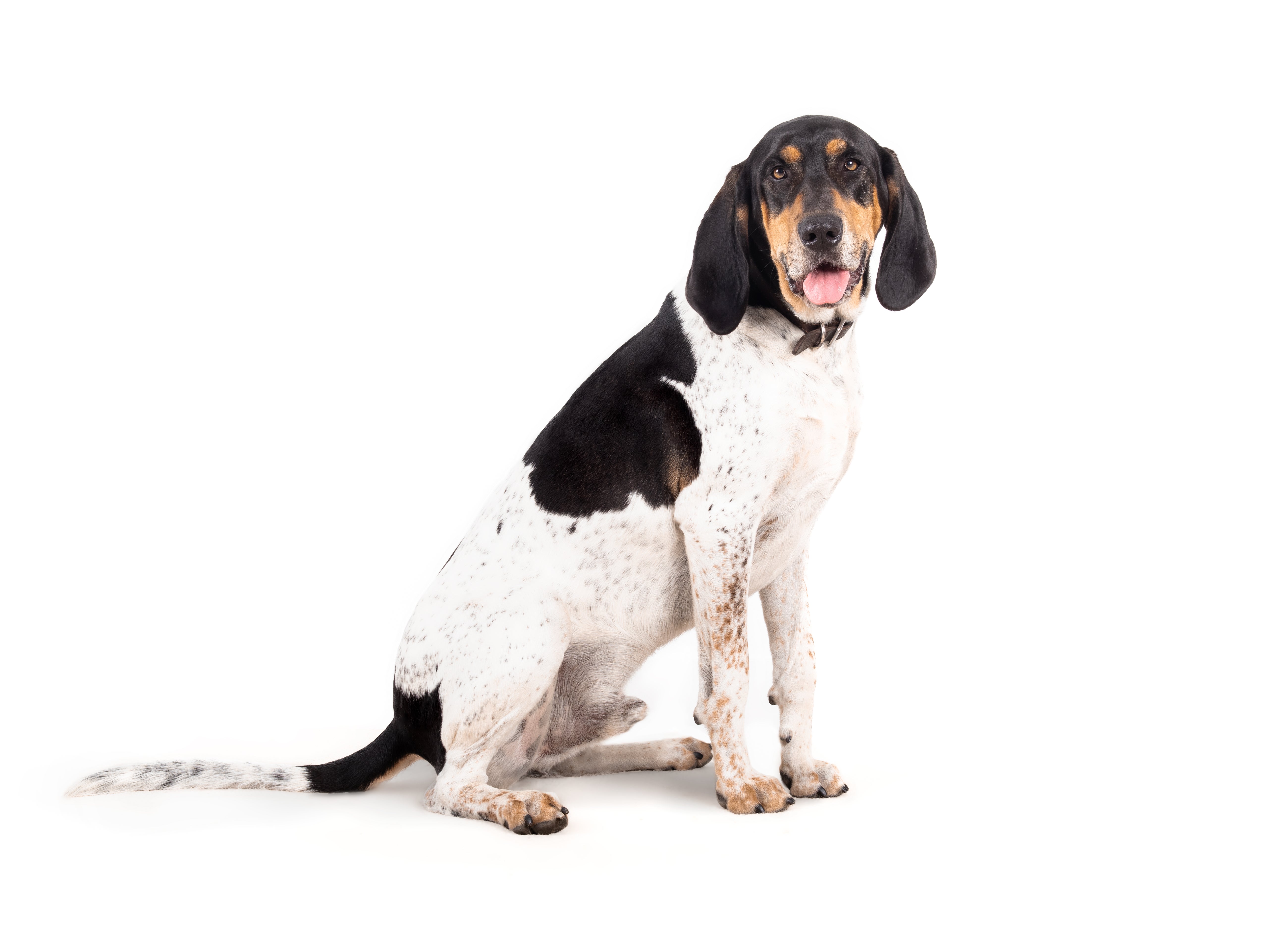 Popular Hound Dog Breeds: Types, Traits, & Sizes | Petfinder